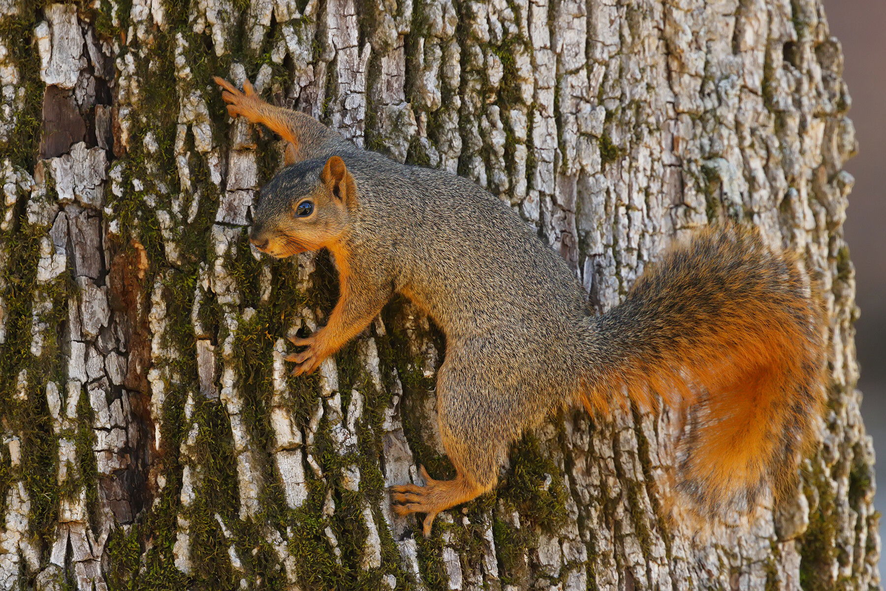 Baby Red Fox Squirrel