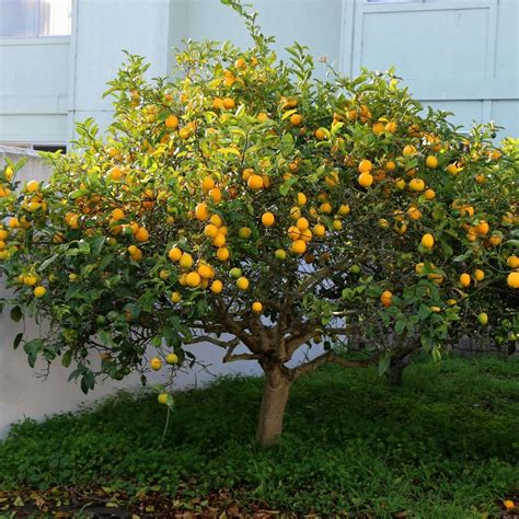 Citrus Trees