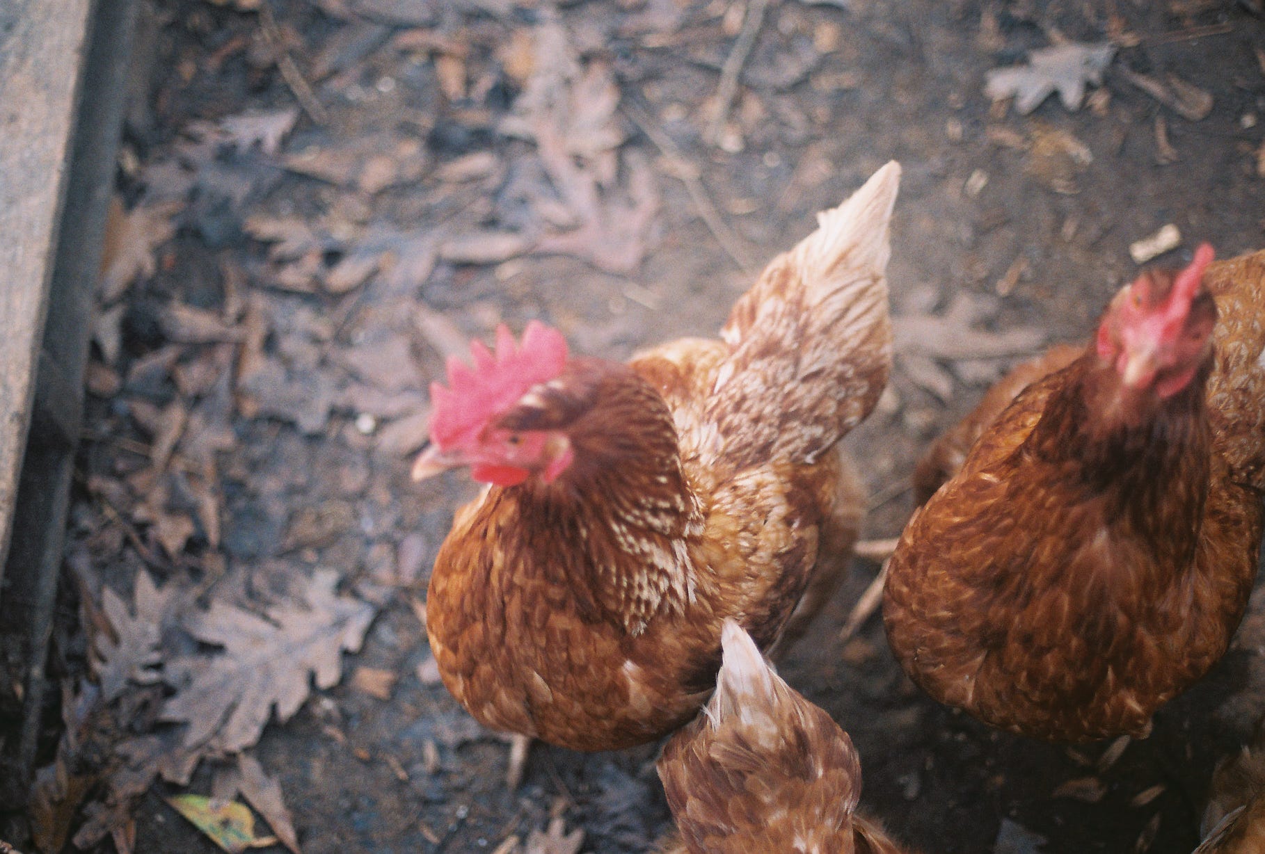 Crying Sower Crying Sower