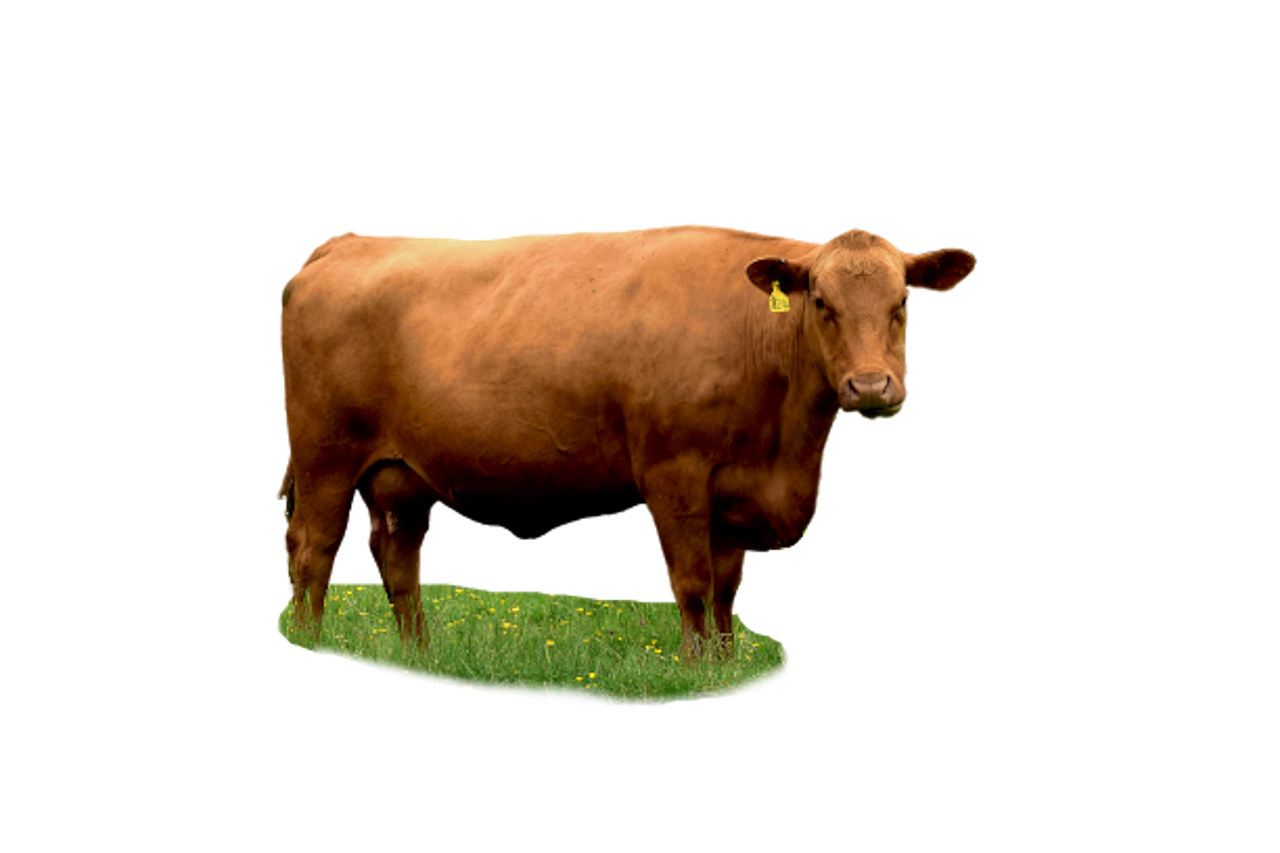 Illustration Gratuite Quatre 4 Nombre Design Image Gratuite Sur Illustration Gratuite Quatre 4 Nombre Design Image Gratuite Sur