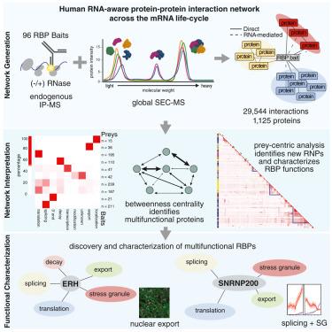 Large Scale Map Of Rna Binding Protein Interactomes Across The Mrna Life Cycle Sciencedirect Large Scale Map Of Rna Binding Protein Interactomes Across The Mrna Life Cycle Sciencedirect