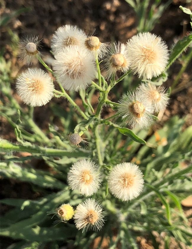 Plants With Spiky Leaves Fleabane And Sowthistle And Groundsel Oh My Plants With Spiky Leaves Fleabane And Sowthistle And Groundsel Oh My