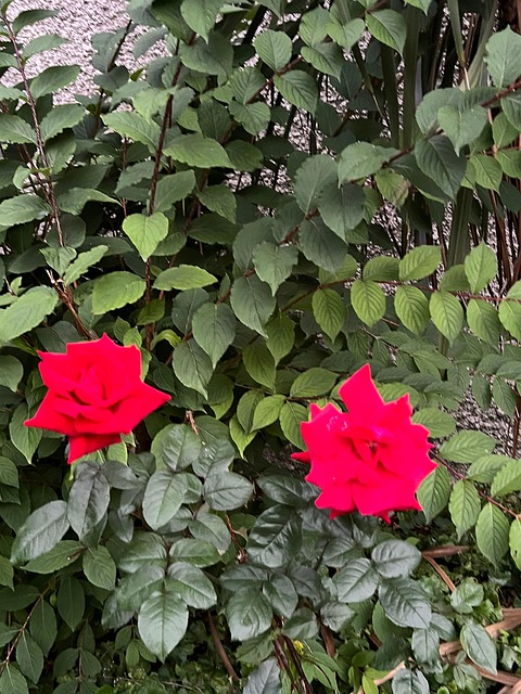 Rose Flowers Nature Free Photo On Pixabay Rose Flowers Nature Free Photo On Pixabay