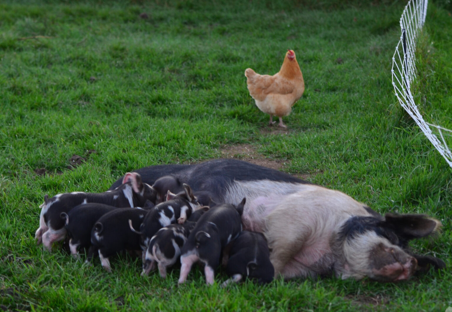 Unleashing The Idaho Pasture Pig Boar A Game Changer For Our Breeding Sows Youtube Unleashing The Idaho Pasture Pig Boar A Game Changer For Our Breeding Sows Youtube