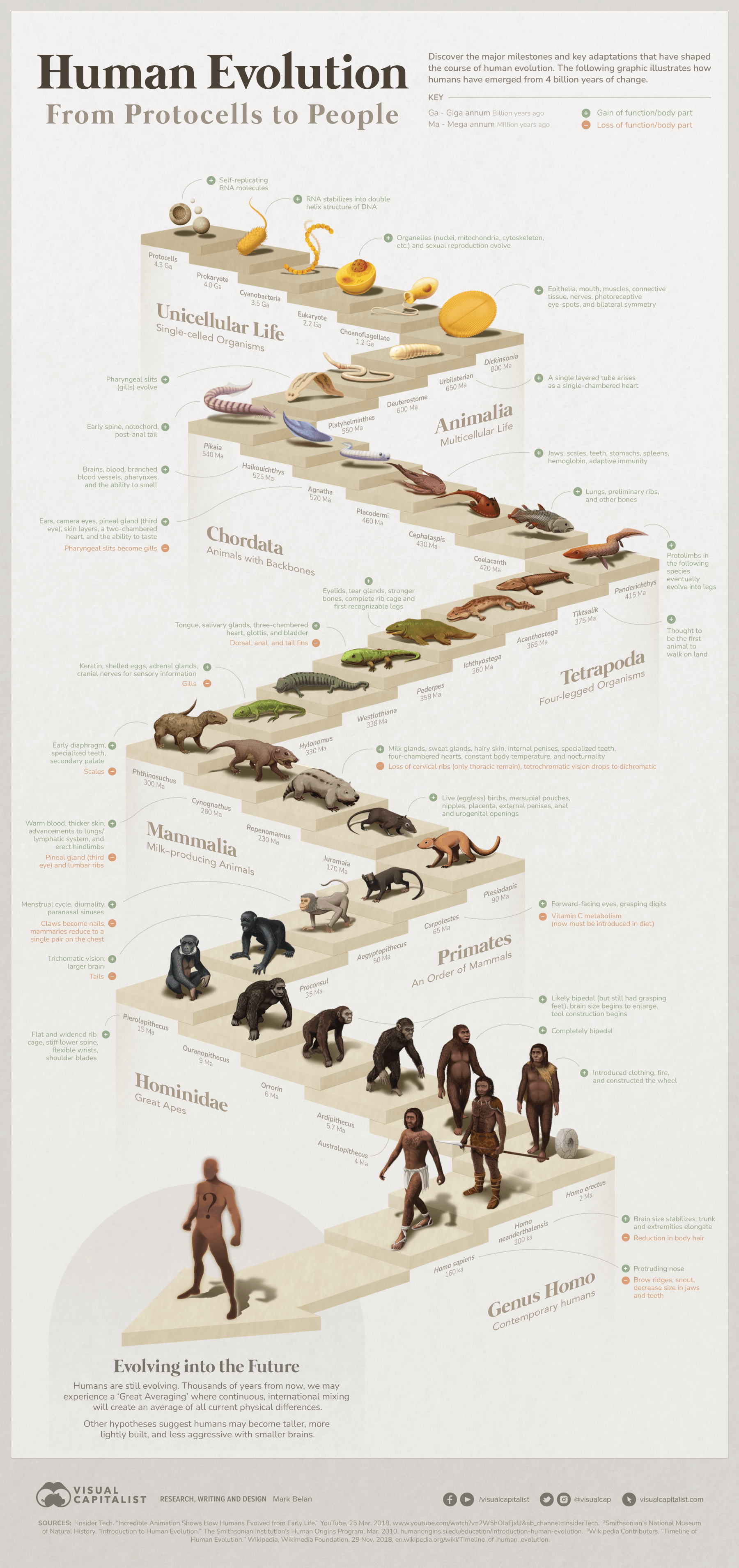 Visualized The 4 Billion Year Path Of Human Evolution Canada News Media