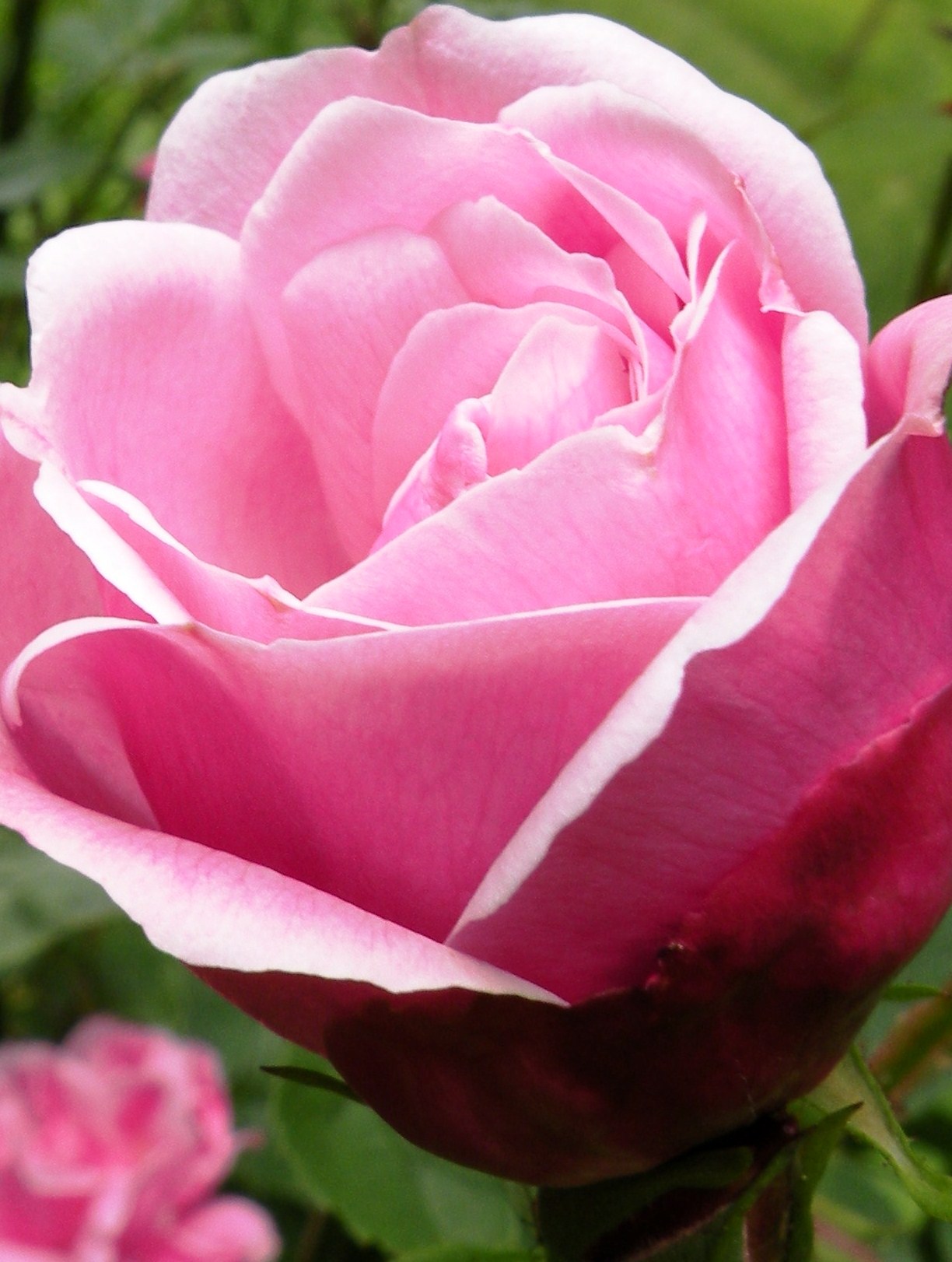 You Can Successfully Grow Roses You Can Successfully Grow Roses